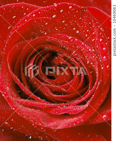 Macro image of red rose Macro image of red rose 10469063