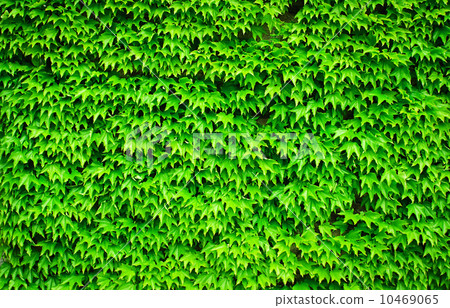 Wild grape leaves background Wild grape leaves background 10469065