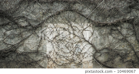 Leafless vine melancholic background Leafless vine melancholic background 10469067