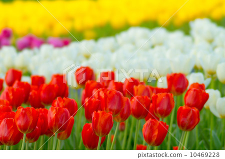 鬱金香 10469228