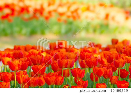 Tulip Tulip 10469229
