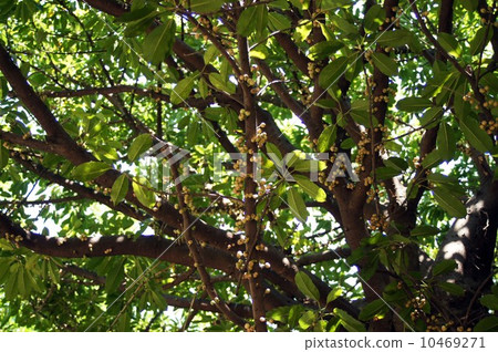 Akou樹和果子 10469271