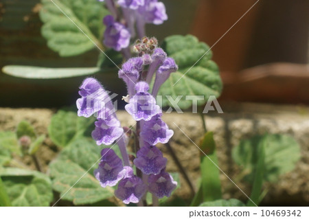 黃芩 黃芩 10469342