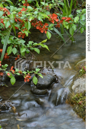 Flowers and streams of kuomaku 10469367