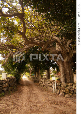 Fukiki no Michi(垂直) Fukiki no Michi(垂直) 10469400