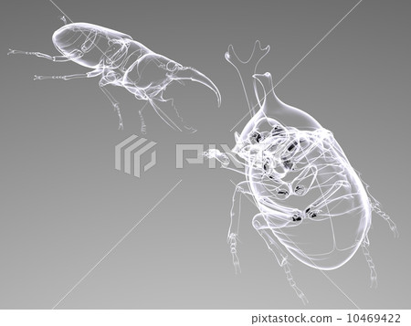 甲蟲與雄鹿甲蟲 10469422