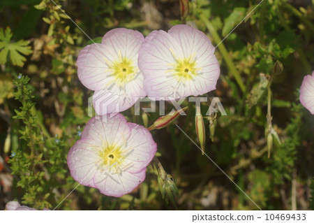 Momoiro Hill Zokinkisou 10469433