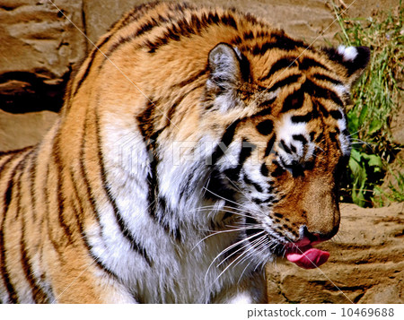 虎 10469688