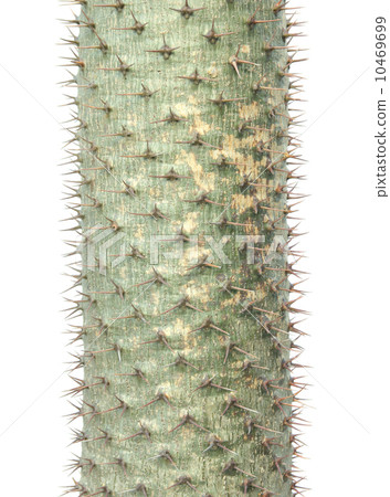 cactus thorns isolated on white 10469699