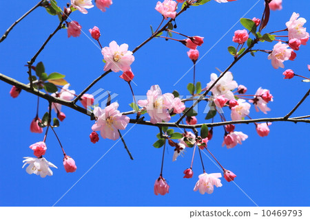 Hanakaido Hanakaido 10469793