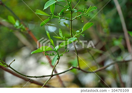 樹·Mayumi家庭 10470109