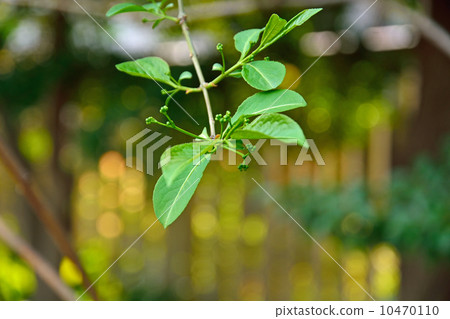 樹·Mayumi家庭 10470110