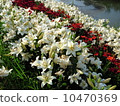 Lily that blooms on the river side 10470369