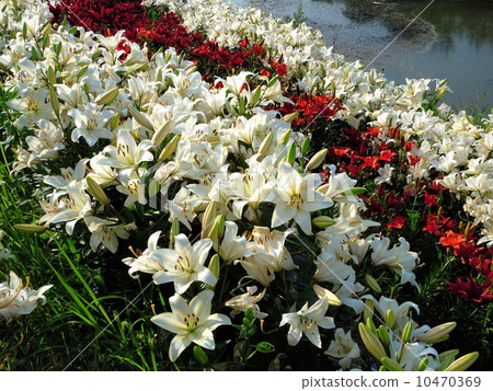 Lily that blooms on the river side Lily that blooms on the river side 10470369
