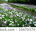 A group of irises 10470370