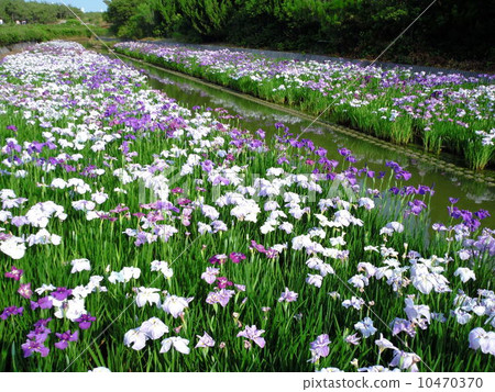 A group of irises A group of irises 10470370