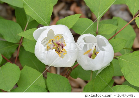 Yamazakiyaku 10470483