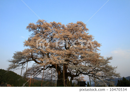 One cherry tree 657 10470534