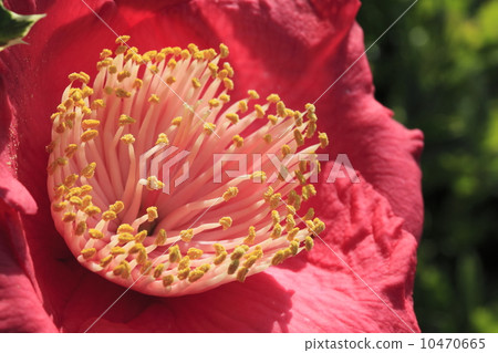 japanese camellia, pollen, pretty