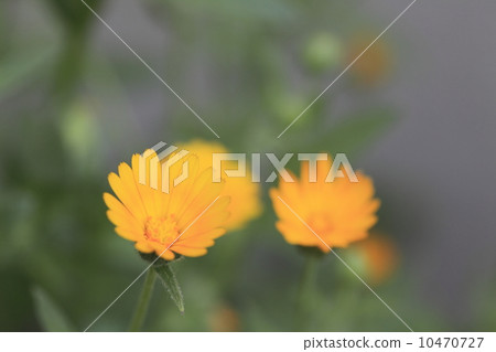 Fuyushirazu 10470727