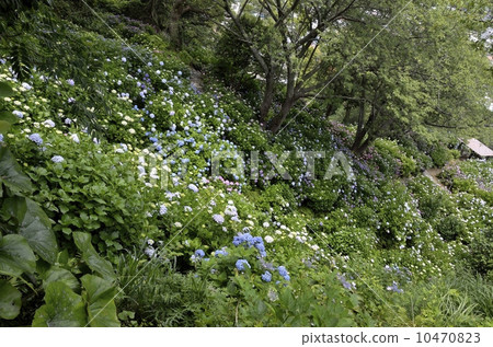 下田公園的繡球節 10470823