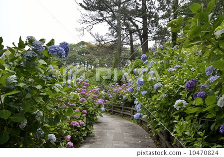 Shimoda Park's hydrangea festival Shimoda Park's hydrangea festival 10470824