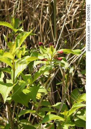 Yabutsugi的芽 10470961