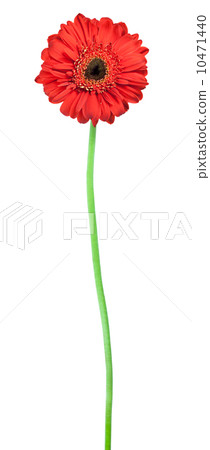 red gerbera flower isolated on white background 10471440