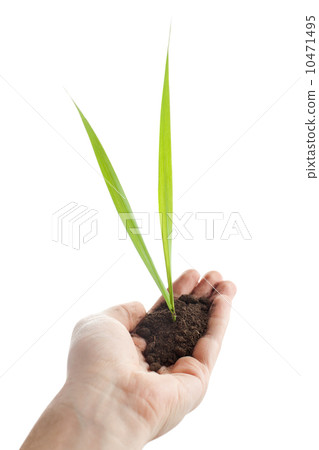 Young green plant is growing out of ground in hand isolated on w Young green plant is growing out of ground in hand isolated on w 10471495
