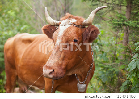 Brown cow Brown cow 10471496