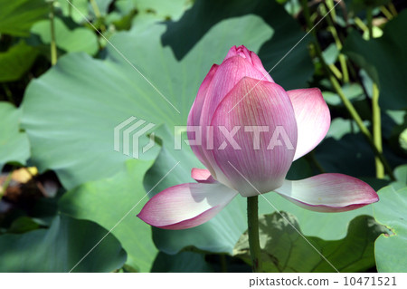 Ancient lotus Ancient lotus 10471521