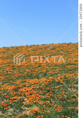 Californian poppy habitat 10471669
