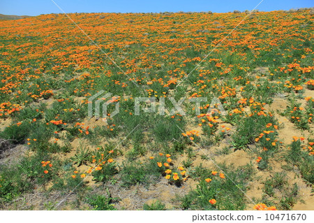 Californian poppy habitat 10471670