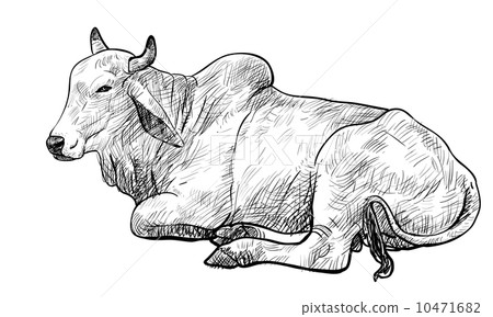 Resting white cow,American Brahman 10471682