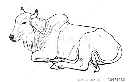 Resting white cow,American Brahman 10471683