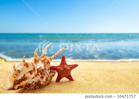 Starfish and seashell on beach Starfish and seashell on beach 10471757