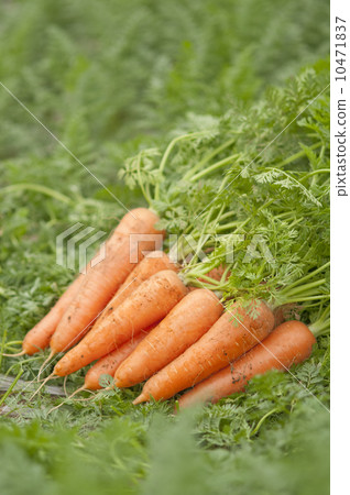 Vegetables Vegetables 10471837