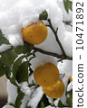 柚子和雪 10471892