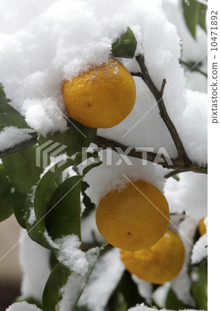 Yuzu and snow 10471892