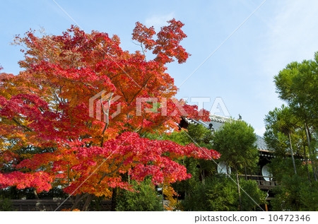 Gen Gong Yu autumn leaves Gen Gong Yu autumn leaves 10472346