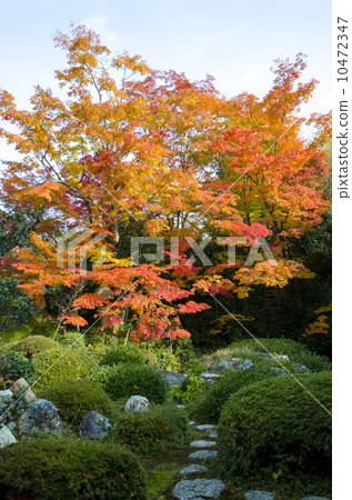 Gen Gong Yu autumn leaves Gen Gong Yu autumn leaves 10472347