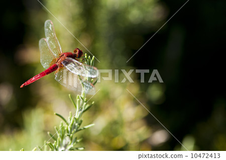 Butterfly and green background 10472413