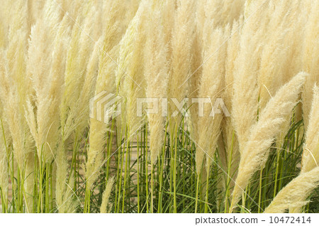 Crema color fluffy plants 10472414