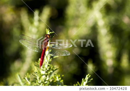 Butterfly and green background 10472428