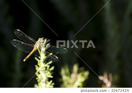 Butterfly and green background 10472429