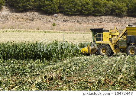 Harvester reaps corn 10472447