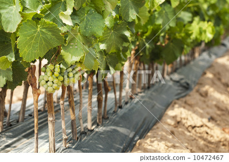 Young Vineyards in rows. 10472467