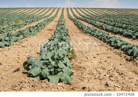 Cabbage plantation Cabbage plantation 10472486