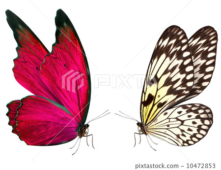 butterfly macro background 10472853