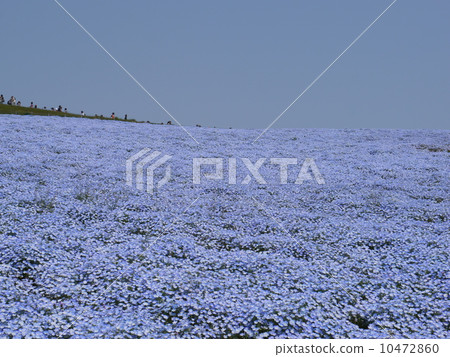 開花在Miharashi小山的Nemophila 開花在Miharashi小山的Nemophila 10472860